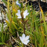 Orthrosanthus laxus